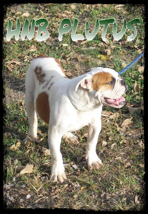 HNB Shake Dat Money	Maker "Plutus" | Olde English Bulldogge 