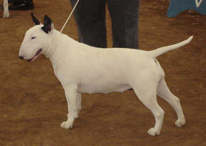 D Bar Classy Lady | Bull Terrier 