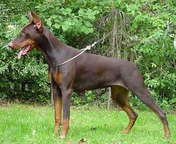 Orany v. Breisgauer Land | Brown Doberman Pinscher