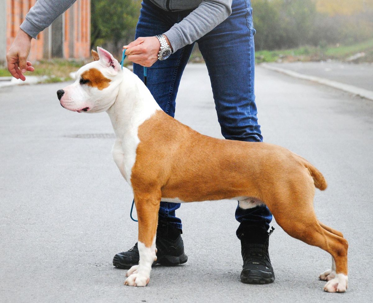 Lord Shining Field | American Staffordshire Terrier 