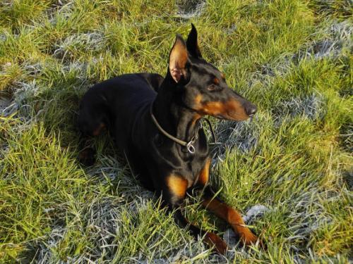 Ronja v. Breisgauer Land | Black Doberman Pinscher