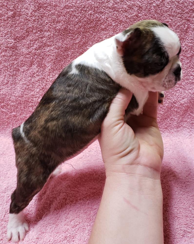 Just Because Lady Pasha | Boston Terrier 