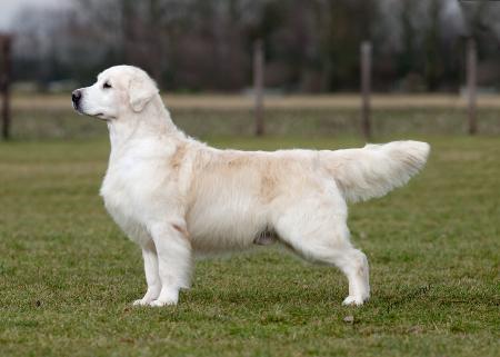 Inassicas Coriander | Golden Retriever 