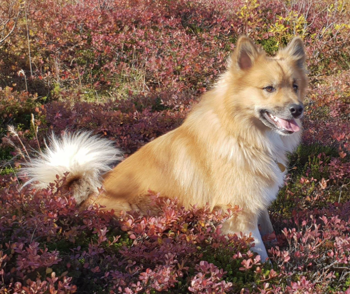 Laufeyjar Fjallakobbi Frá Dverghamri | Icelandic Sheepdog 