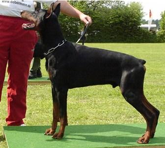 Don v. Edertal | Black Doberman Pinscher