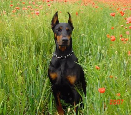 Morena v. Weser-Ems | Black Doberman Pinscher