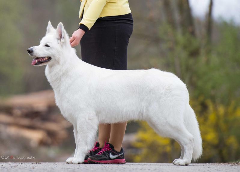 Beatrix Viator | White Swiss Shepherd Dog 
