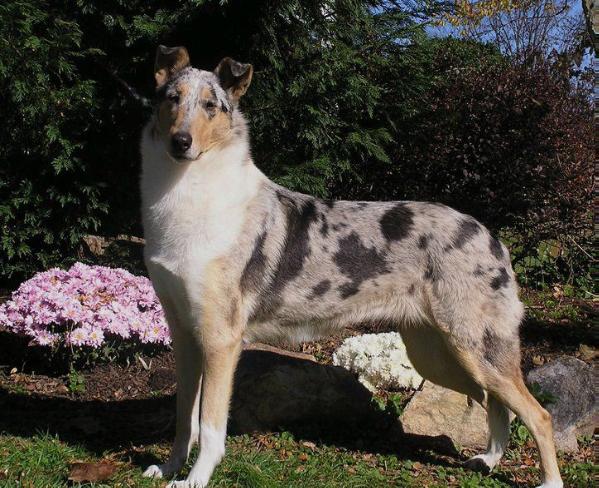 Cadenza's Heirloom Travler | Smooth Collie 