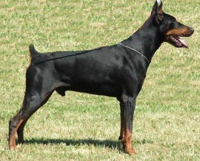 Graf v. Edertal | Black Doberman Pinscher