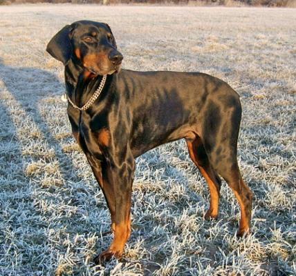 Ulf v. Mahuba | Black Doberman Pinscher