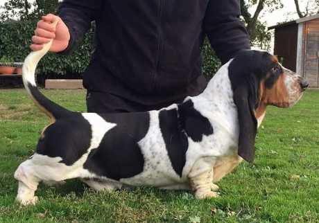 MARCUS' del Galavrone | Basset Hound 