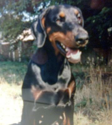 Gracia v. Balanchine | Black Doberman Pinscher