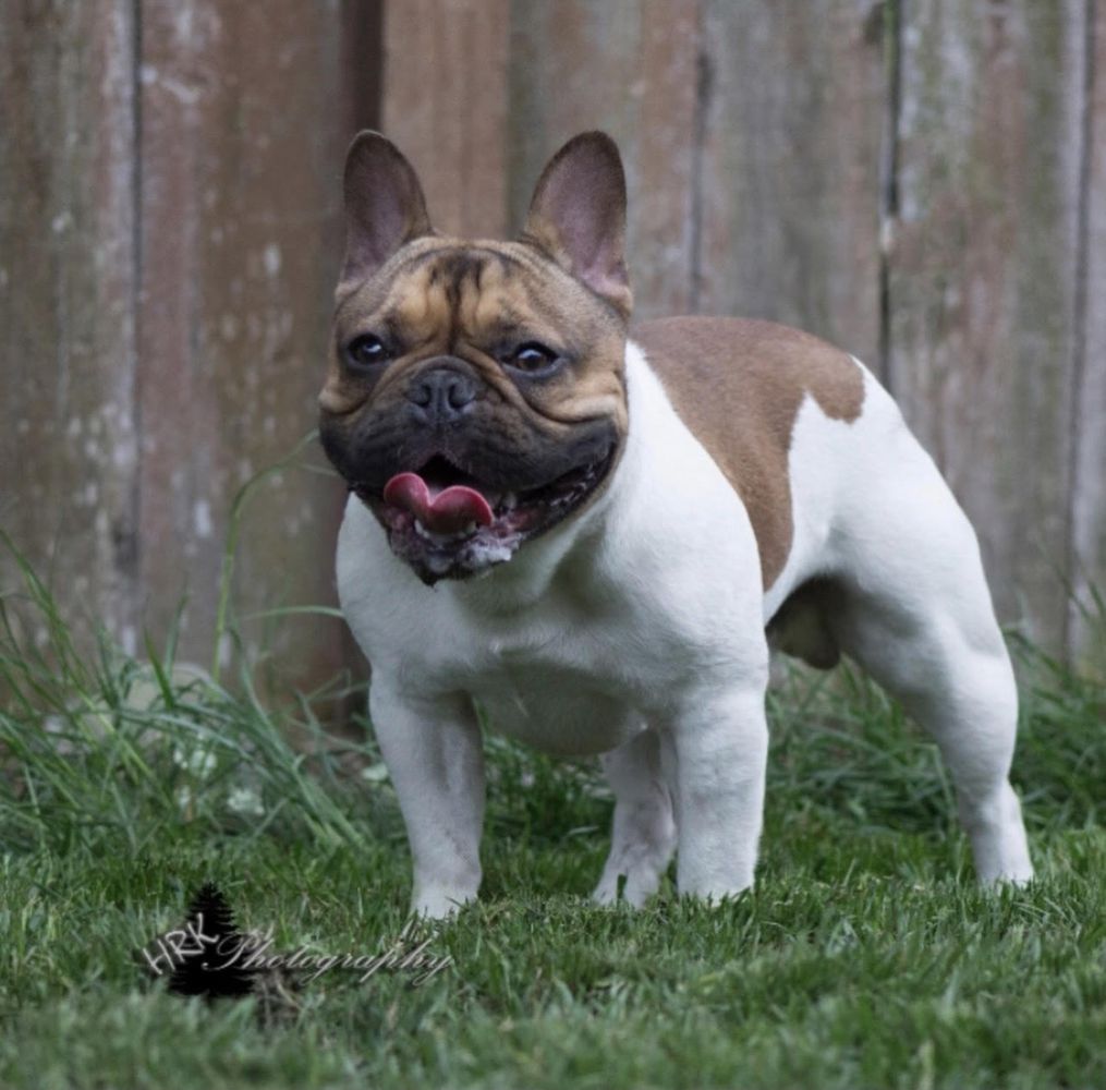 BBK's MR MADNESS | French Bulldog 