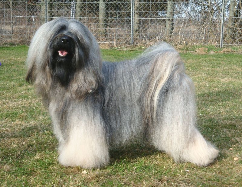 ZELANDONIS LHUNDUP WANGTHANG | Tibetan Terrier 