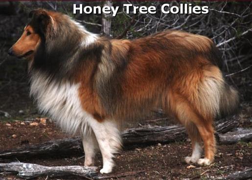 Van-M Gadfly of Honey Tree | Rough Collie 