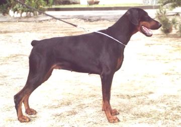 Valerij Vanija v.h. Wantij | Black Doberman Pinscher