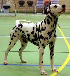 Erin's Sparkyanna's Huckfinn | Dalmatian 
