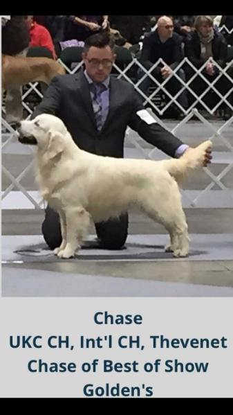 Thevenet Chase Of Best Of Show Goldens | Golden Retriever 