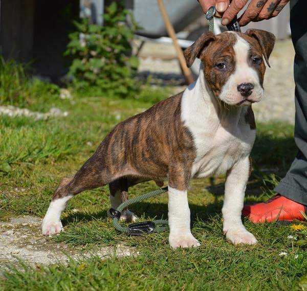 power brothers old school | American Staffordshire Terrier 