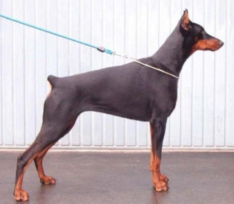 Aranka v. Natsonda | Black Doberman Pinscher