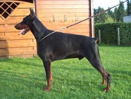 Yborr v. Natsonda | Black Doberman Pinscher