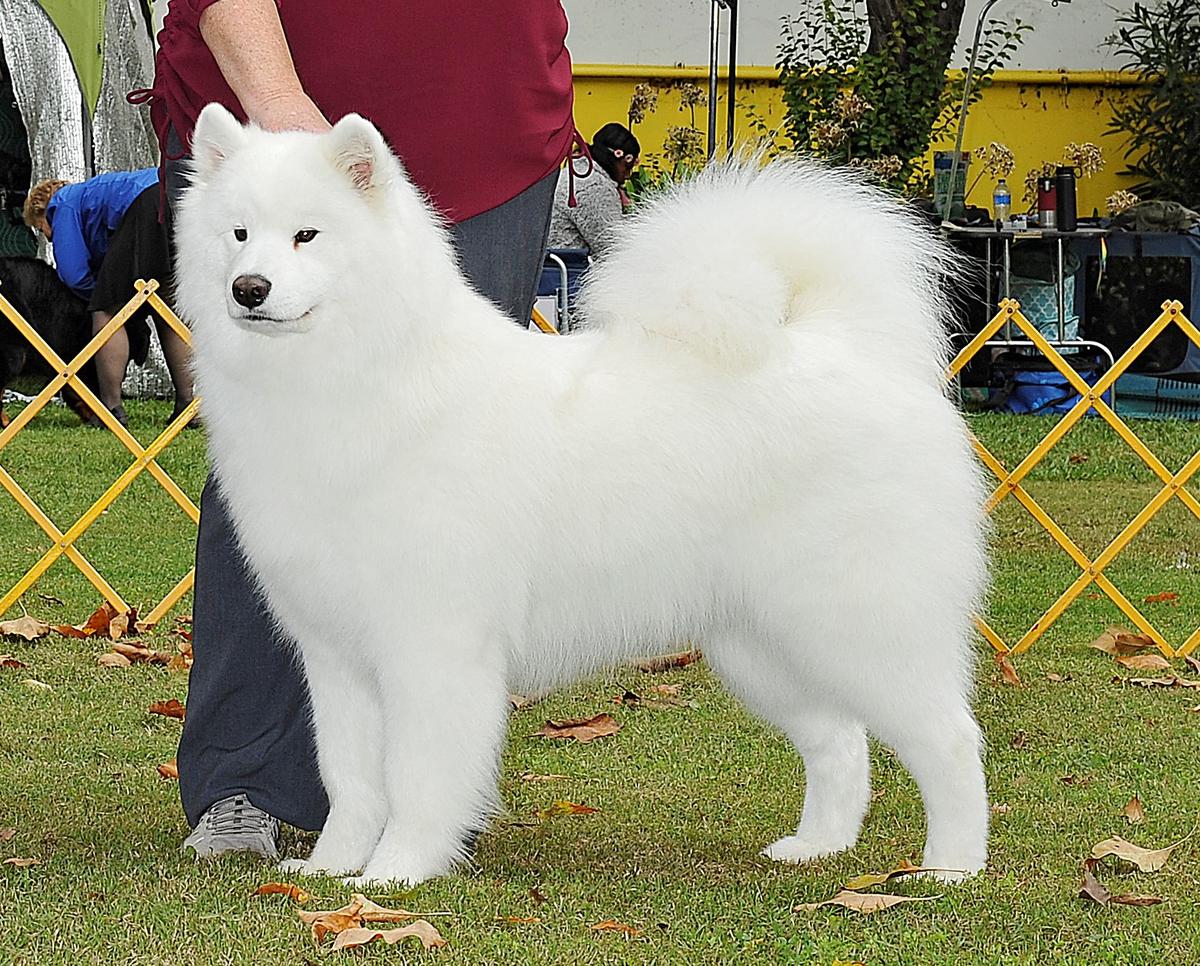 Snowater N Polar Mist's Coming Around Again | Samoyed 