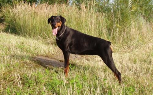 Splashing Spetter Canine's Club | Black Doberman Pinscher
