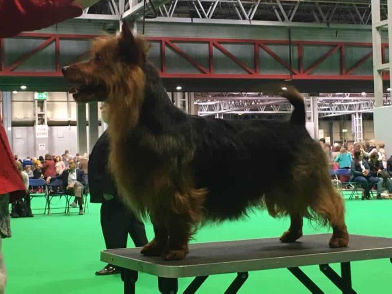 Wyeafon Blue Illusion | Australian Terrier 