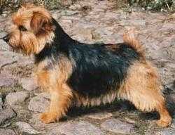 Allright Magic Ringlet | Norfolk Terrier 