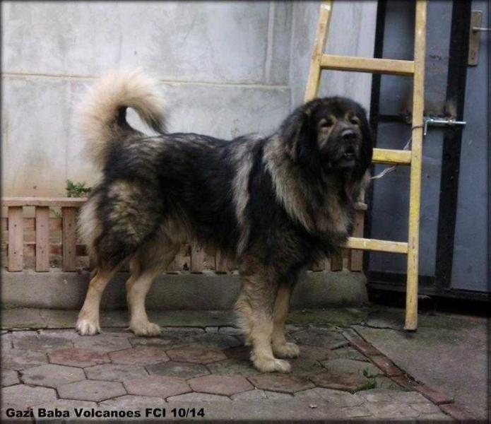 Apasha Gazi Baba Volcanoes | Yugoslavian Shepherd Dog-Sarplaninac 