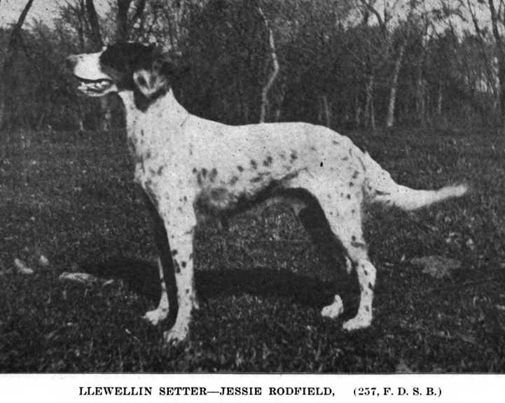 Jessie Rodfield (FDSB 000254 or 257 or 237) | English Setter 