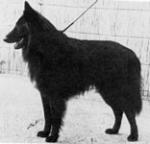 Olrick du Chemin des Dames | Belgian Groenendael 