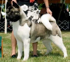 Regalias Brightstar Of Shebogi | Akita 