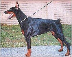 Nemesis Gilli | Black Doberman Pinscher