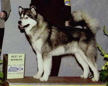 Terrapin's Tequila Talkin' | Alaskan Malamute 