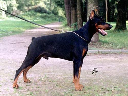 Lord Lauder v. Heckendorf | Black Doberman Pinscher