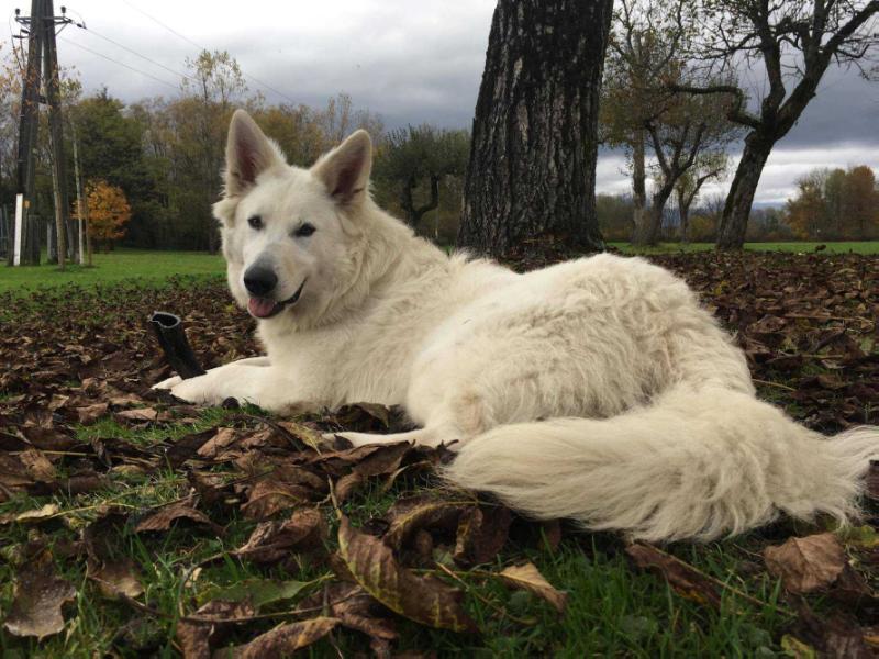 Baron Blu vom Weissen Unterberg | White Swiss Shepherd Dog 