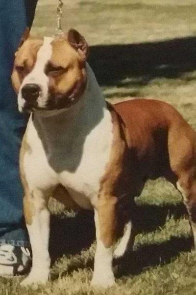 Baytown's Handsome Samson | American Pit Bull Terrier 