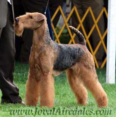 Joval Flashback To The Best Of Times | Airedale Terrier 