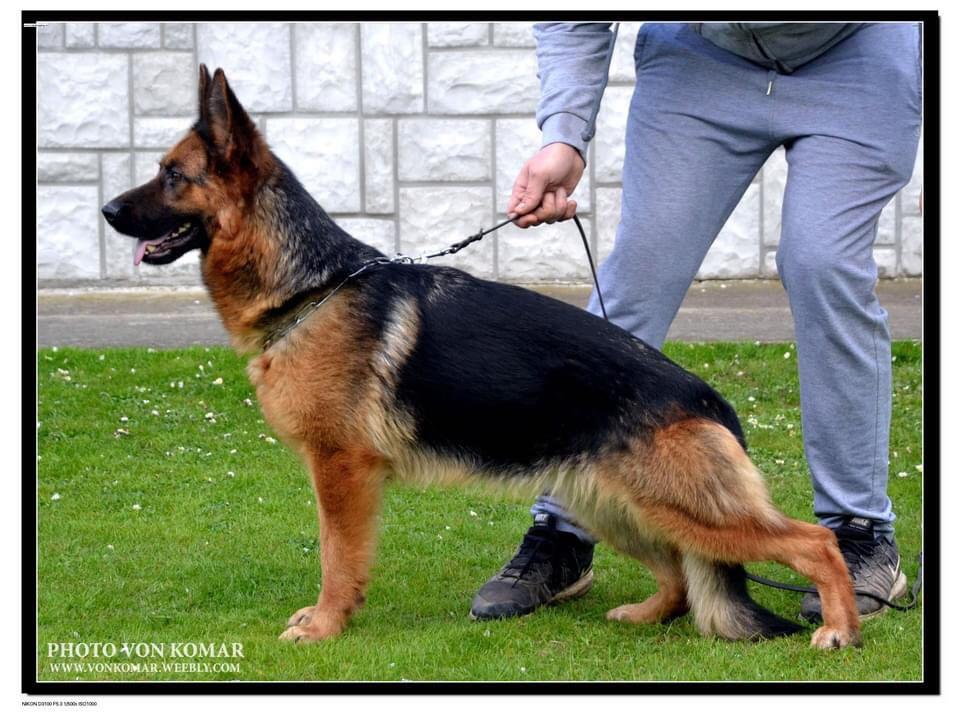 Hanna Passatino | German Shepherd Dog 
