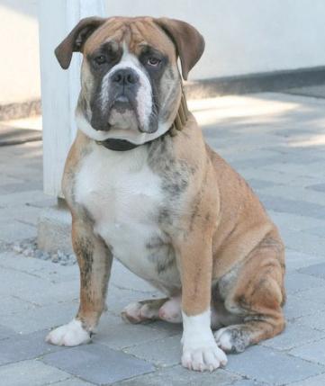 Ostergaard's Anton | Olde English Bulldogge 