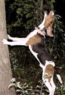 Rock River Tell Sackett | Treeing Walker Coonhound 