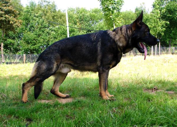 Navajo von Myrucaro | German Shepherd Dog 