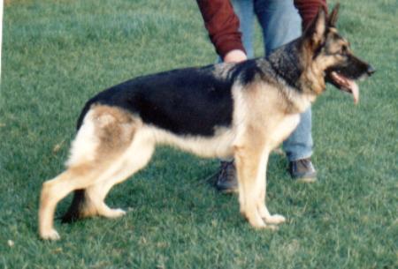 Anchi von der Lohner Heide | German Shepherd Dog 