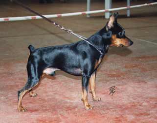 Malagris lagerfeld largo | Miniature Pinscher 