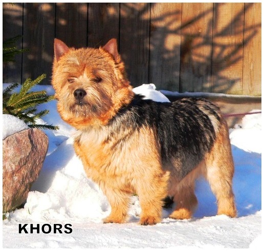 Amazing Grace vom Prinzendamm | Norwich Terrier 