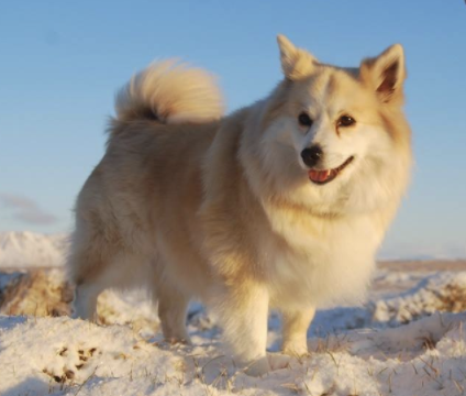 Stokk-Sels Verðandi Skuld | Icelandic Sheepdog 