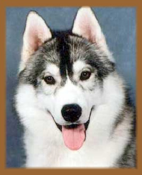 Kivalina's SMARTYPANTS | Siberian Husky 