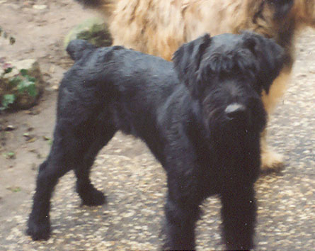 Dalmore vom Nordexpress | Giant Schnauzer 