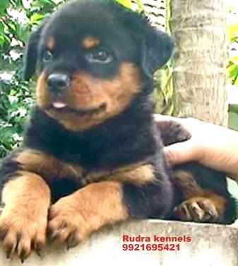 Rudra's Rambo | Rottweiler 